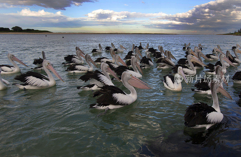 鹈鹕(Pelecanus conspicillatus)